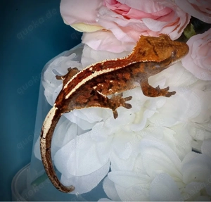 0.0.1 Kronengecko - Cappuccino - AUKR4