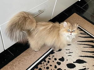 Britisch Langhaar mit Stammbaum,Zuchtkatzen,  BLH, blh Bild 7