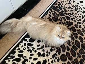 Britisch Langhaar mit Stammbaum,Zuchtkatzen,  BLH, blh Bild 8