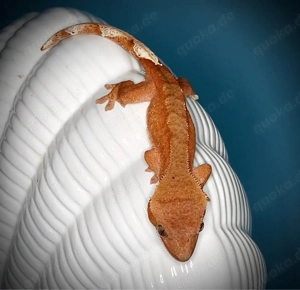 pos. 0.1 Kronengecko - red Phantom