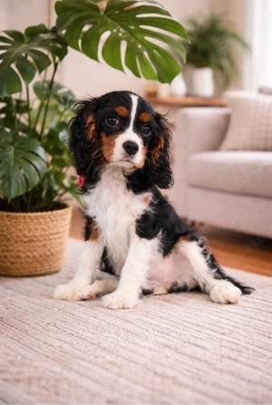 Cavalier King Charls Spaniel