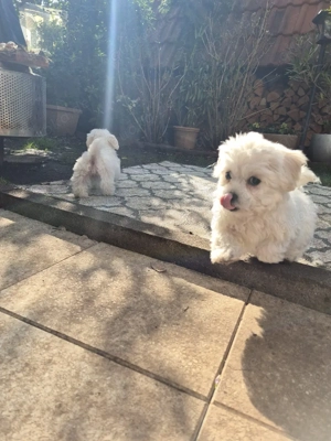 malteser welpen reinrassig abgabebereit 