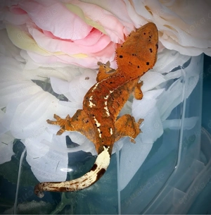 poss. 0.1 Kronengecko - orange dalmatian Cappuccino