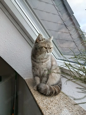 BKH Katzendamen 2 Jahre 