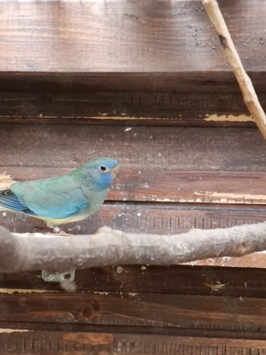 Glanzsittiche Bild 3