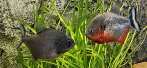 Pygocentrus Cariba Super Red