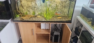 250 Liter Aquarium mit Steinzeitdesign Rückwand
