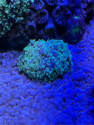 Meerwasser Korallen Anemone Schreibenanemone