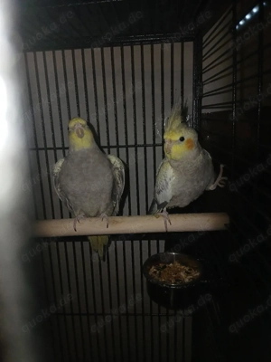 nymphensittiche  2 Männchen und Weibchen 