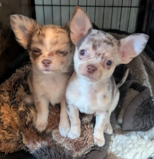 Noch ein Chihuahua welpe sucht sein zu Hause  Bild 5