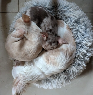 Noch ein Chihuahua welpe sucht sein zu Hause  Bild 4