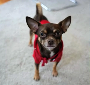 Noch ein Chihuahua welpe sucht sein zu Hause  Bild 3