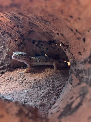 Zwei Leopardgeckos mit Terrarrium