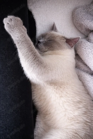 Süßer BKH Kater , schweren Herzens abzugeben. 