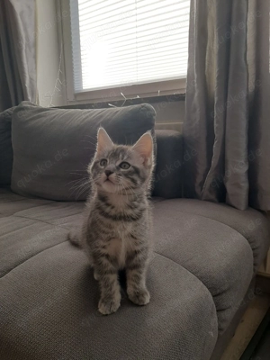 Maine Coon Mix Kitten