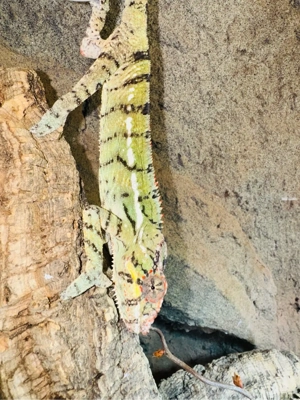 Furcifer pardalis, Nosy be