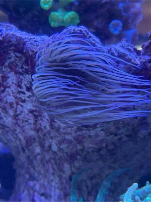 Meerwasser Korallen Anemone Wachsrose