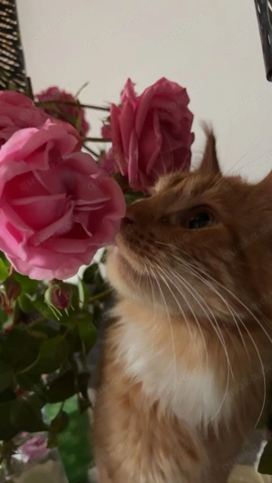 Maine Coon Katzen Dame jung