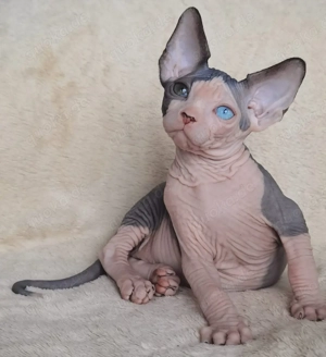 Sphynx-Kätzchen zu verkaufen