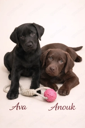 Labrador Welpen 