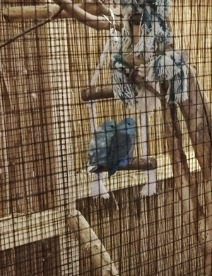 Sperlingspapagei Pärchen 