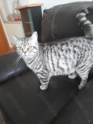 süsse britisch Kurzhaar Kitten