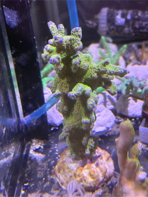 Meerwasser Korallen SPS Montipora Star Wars