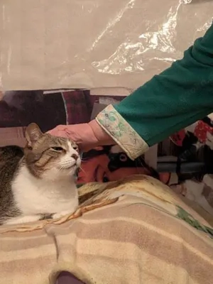 armer Knopf Miki in Essen (ALO) Bild 2