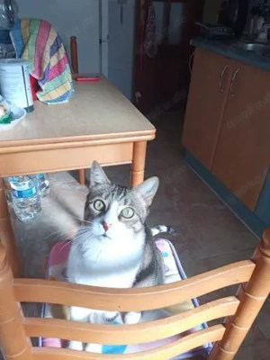 armer Knopf Miki in Essen (ALO) Bild 3