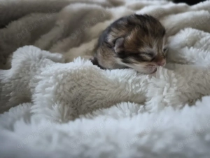 Reinrassige Sibirische Waldkatzen Kitten Allergikergeeignet
