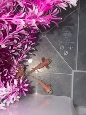 harlekins Axolotl 6 stück