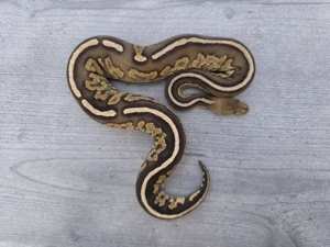 1.0 Black Pastel Mahogany Fire ph pied Königspython 