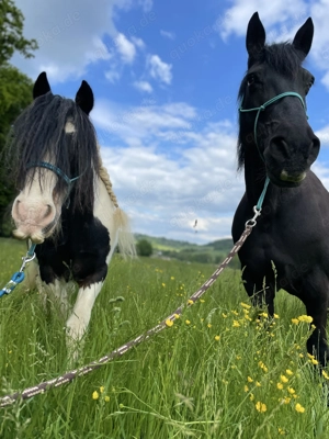 Genau - wir suchen euch. Pflegebeteiligungen für unsere zwei