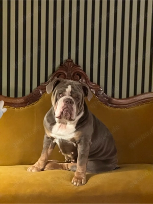 New English Bulldog Hündin sucht liebevollen ROCKER
