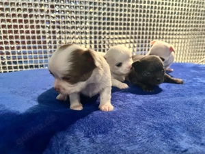 Chihuahua Welpen