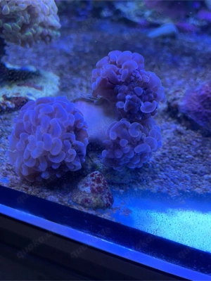 Meerwasser Korallen Euphyllia Bild 2