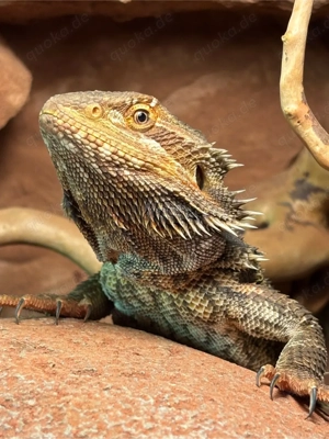 Bartagame männlich