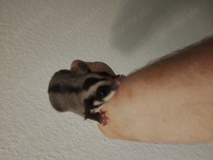 Sugar Glider  (Männlich) abzugeben 