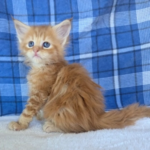 Männliche und weibliche Maine-Coon-Kätzchen