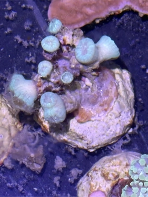 Meerwasser Korallen LPS Caulastrea blau