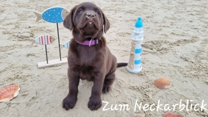 Wurfankündigung! Labrador Retriever Welpen in der Farbe chocolate und blond vom Züchter 