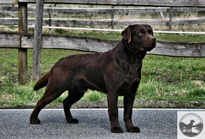  Labrador Retriever Welpen in der Farbe chocolate und blond vom Züchter  Bild 2