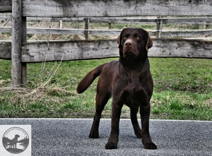  Labrador Retriever Welpen in der Farbe chocolate und blond vom Züchter  Bild 8