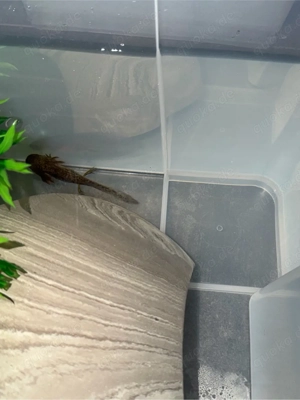 cooper Axolotl 3 stück