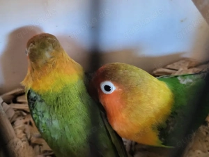 20 Agaporniden zu verkaufen