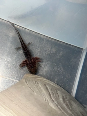 wildlinge axolotl 4 stück