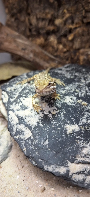 Pogona henrylawsoni- Zwergbartagamen NZ 25