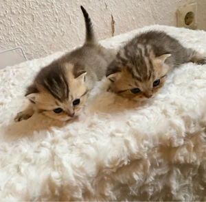 BKH Kitten mit Stammbaum  Bild 2