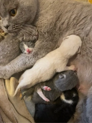 BKH Kitten mit Stammbaum 