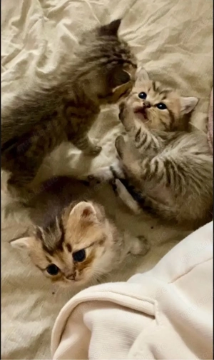 BKH Kitten mit Stammbaum  Bild 3